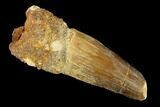 Bargain, 1.91" Spinosaurus Tooth - Real Dinosaur Tooth - #131085-1